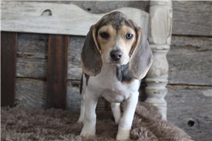 Navi - Beagle for sale
