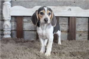 Chaca - puppy for sale