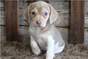 Tammy - puppy for sale