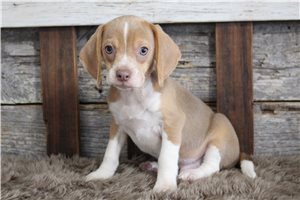 Rolly - Beagle for sale
