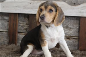 Odette - Beagle for sale