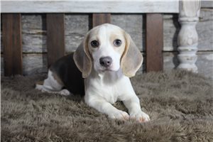 Amelia - Beagle for sale