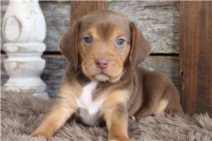 Memphis - puppy for sale