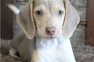 Lucian - Beagle for sale
