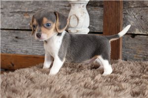 Blair - Beagle for sale