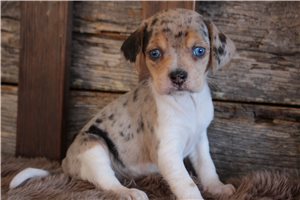 Ophelia - puppy for sale