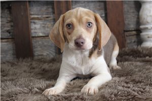 Olympia - Beagle for sale