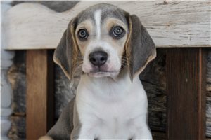 Maddox - Beagle for sale