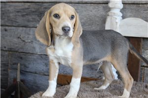 Clint - Beagle for sale