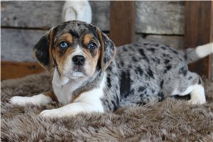 Tatiana - puppy for sale