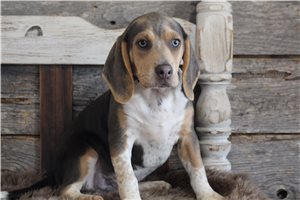 Irwin - Beagle for sale