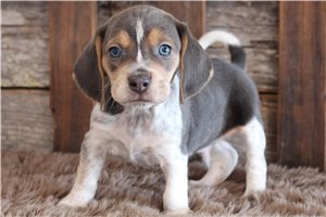 Indigo - puppy for sale