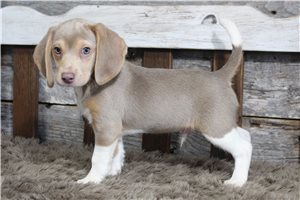 Trevor - Beagle for sale