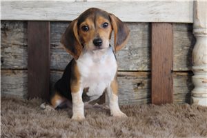 Naomi - Beagle for sale