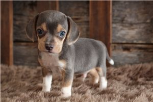 Beto - Beagle for sale