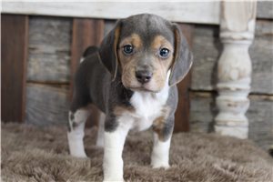 Cletus - Beagle for sale