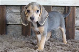 Katherine - puppy for sale