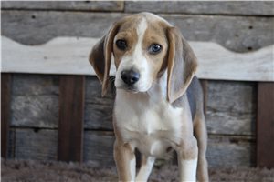 Chakra - Beagle for sale