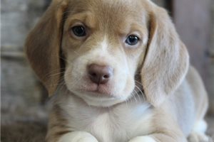 Maddie - Beagle for sale