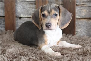 Alice - Beagle for sale