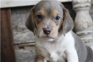 Sullivan - Beagle for sale