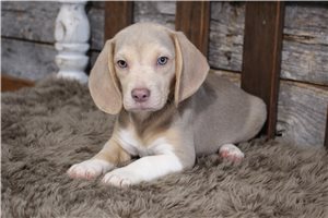 Tucker - Beagle for sale