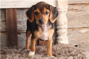 Liliana - Beagle for sale
