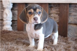 Navi - Beagle for sale