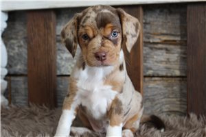Harmony - Beagle for sale