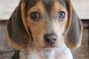 Khloe - Beagle for sale