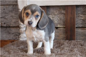 Avery - puppy for sale