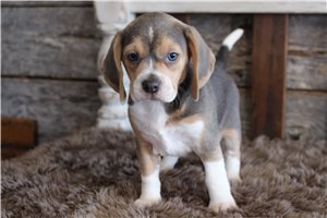Adeline - puppy for sale
