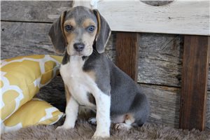 Gabriel - Beagle for sale