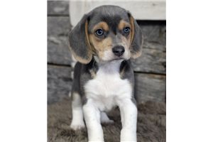 Brock - Beagle for sale