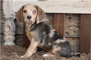 Merlin - Beagle for sale