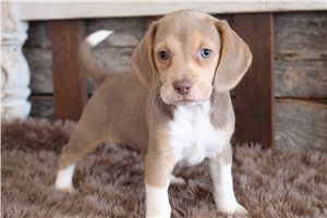 Roma - Beagle for sale
