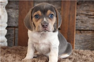 Orion - puppy for sale