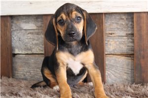 Liam - Beagle for sale