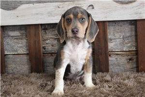 Irwin - Beagle for sale