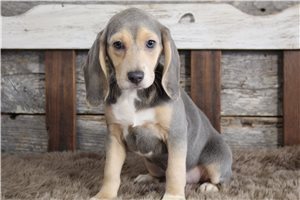 Adeline - Beagle for sale