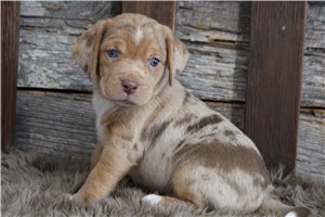 Hannah - Beagle for sale