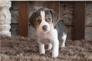 Leon - puppy for sale