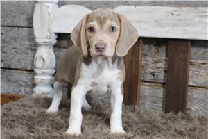 Toby - Beagle for sale