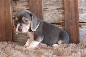 Iona - puppy for sale