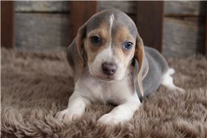 Nora - Beagle for sale