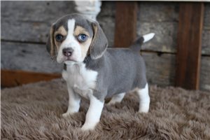 Kaylee - puppy for sale