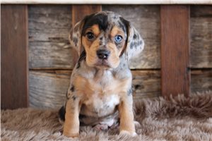 Opal - puppy for sale