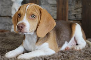 Reid - Beagle for sale
