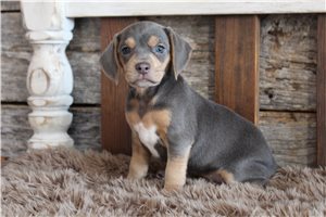 Lizette - puppy for sale