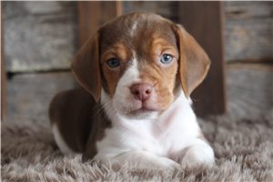 Lawson - puppy for sale